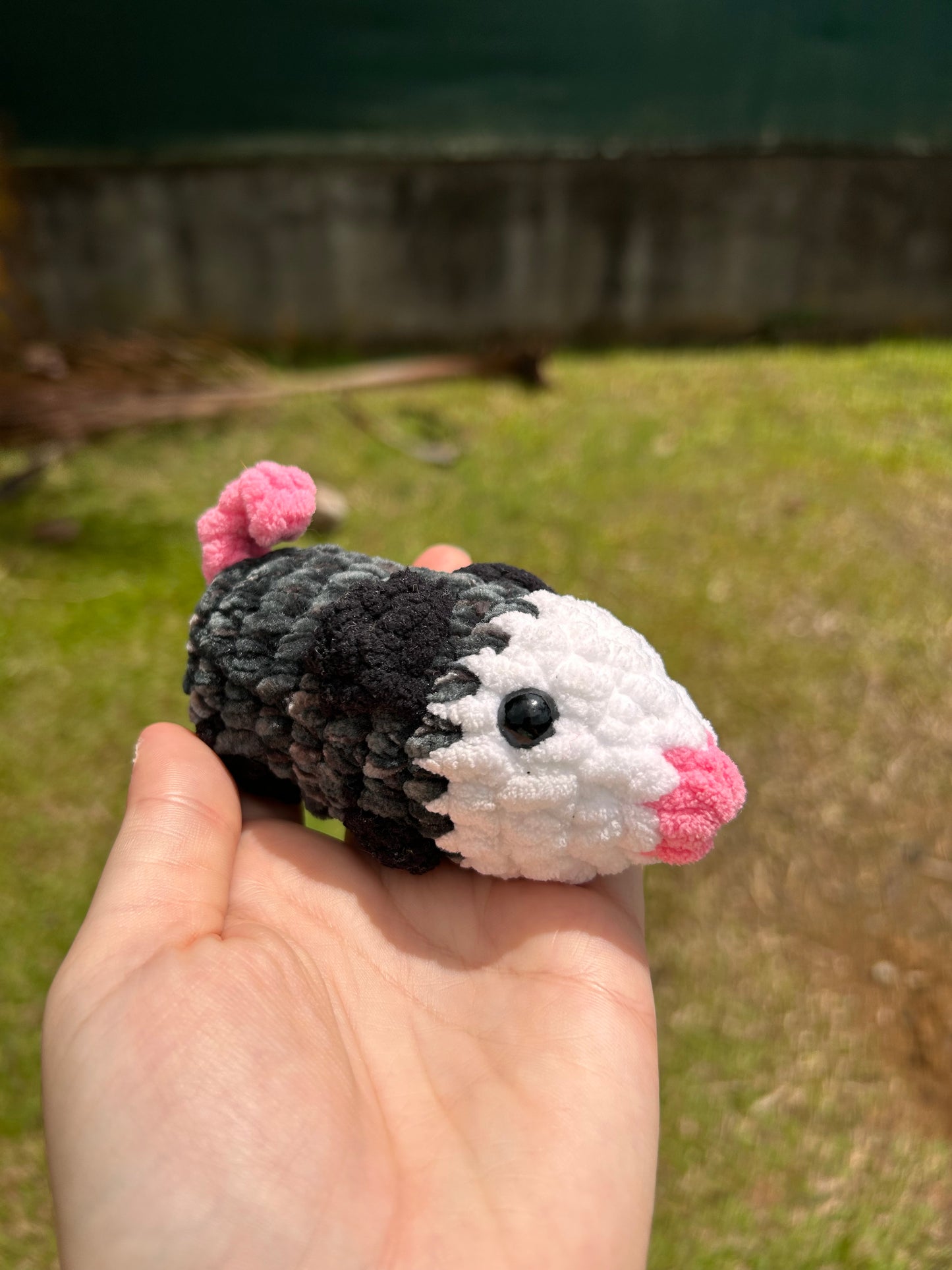 Petit opossum